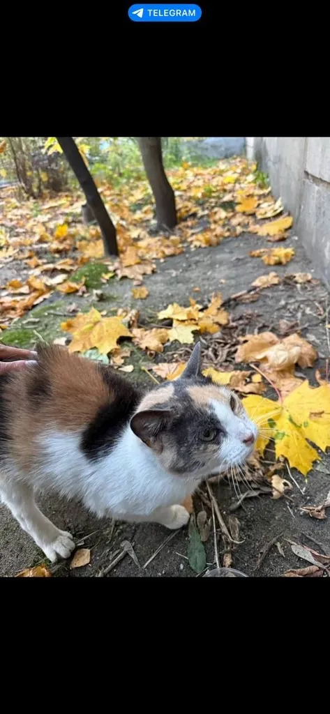 Adoptable cat in Zhukovskiy — identification photo, lost & found pet database Pathfinder