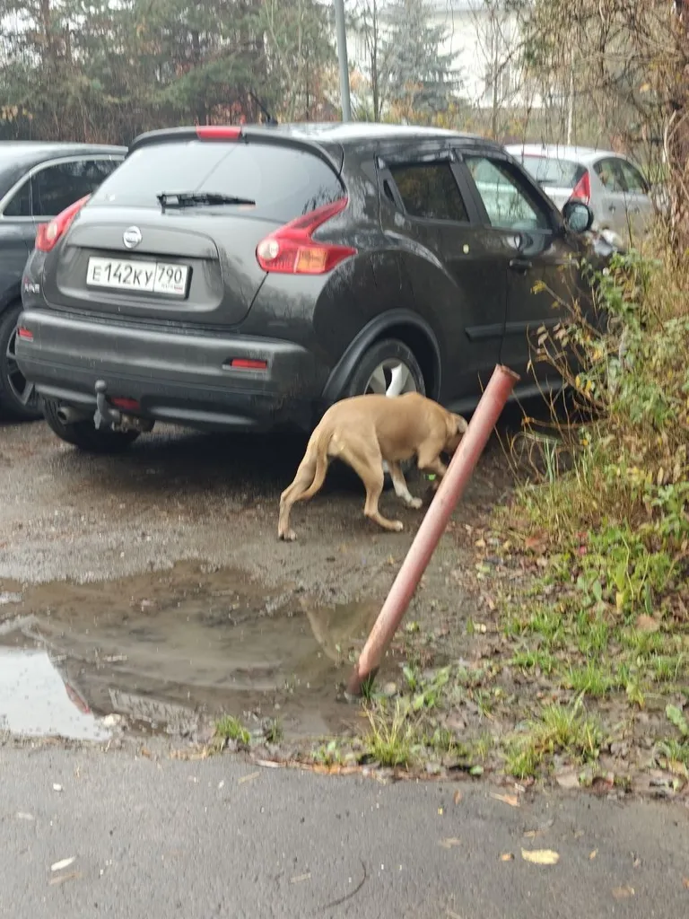 Found dog, бойцовая порода in Lesnoy Gorodok — identification photo, lost & found pet database Pathfinder