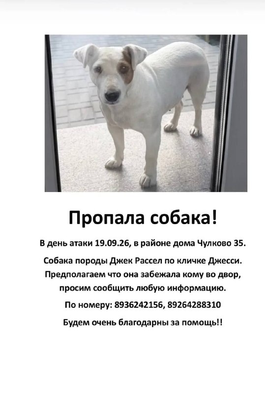 Lost white dog, джек рассел in Chulkovo — identification photo, lost & found pet database Pathfinder