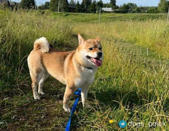 Lost white dog, японская сибаину in Kotelniki — identification photo, lost & found pet database Pathfinder