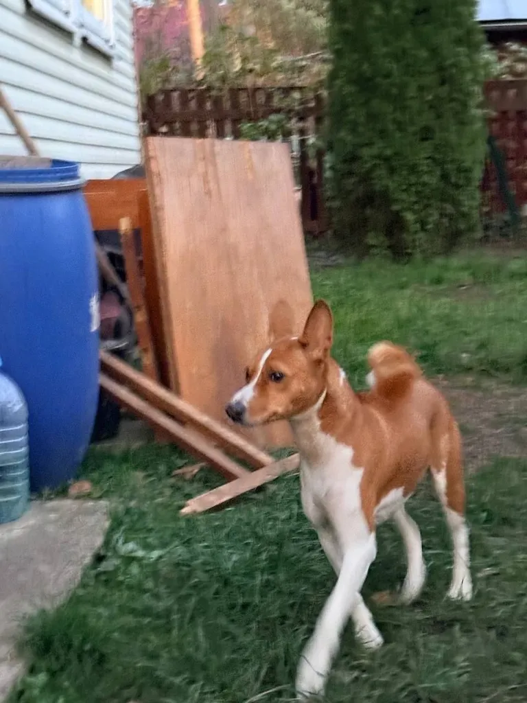 Found dog, басенджи in Zagoryanskiy — identification photo, lost & found pet database Pathfinder