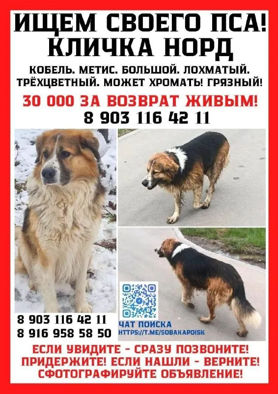 Lost white dog in Khimki — identification photo, lost & found pet database Pathfinder