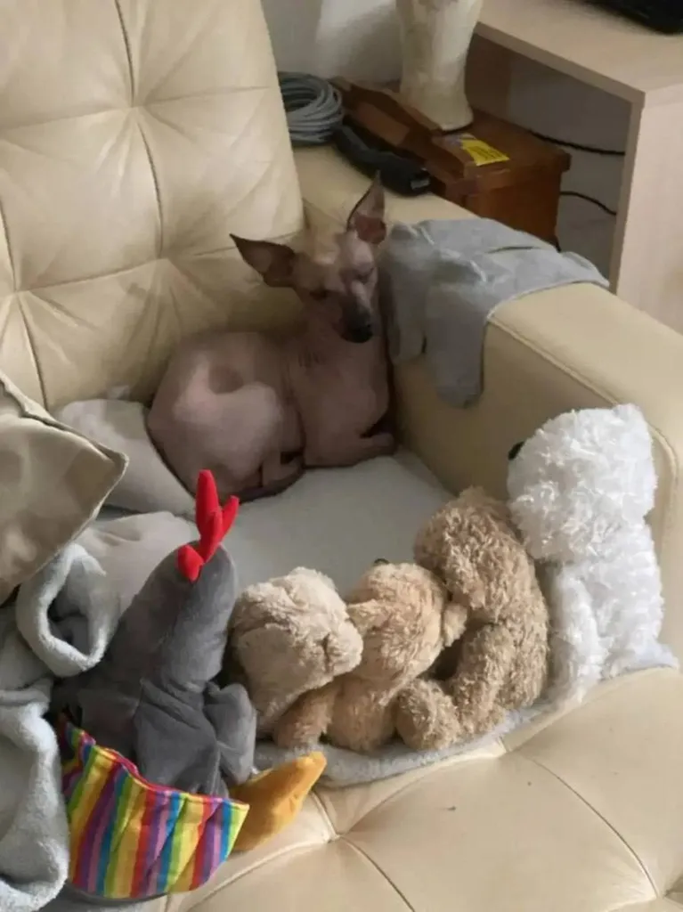 Lost cream dog, мексиканская голая собака (ксолоитцкуинт in Solnechnogorsk — identification photo, lost & found pet database Pathfinder