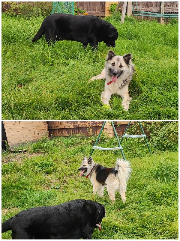 Lost black dog, дворняжка in Perm — identification photo, lost & found pet database Pathfinder