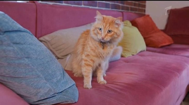 Lost ginger cat in Solnechnogorsk — identification photo, lost & found pet database Pathfinder