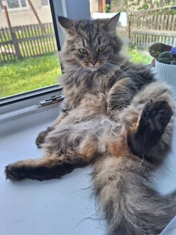 Lost brown cat in Ayat — identification photo, lost & found pet database Pathfinder