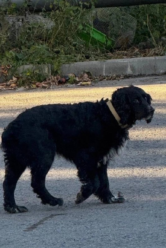 Found black dog, спаниель in Sredneuralsk — identification photo, lost & found pet database Pathfinder