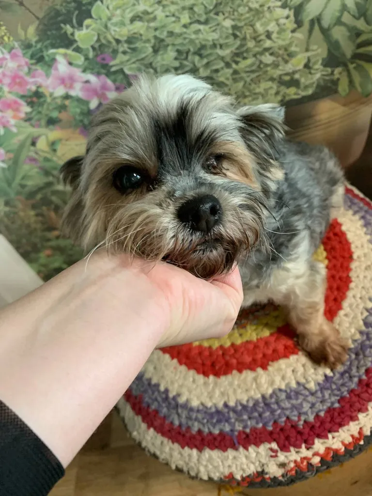 Found dog, йоркширский терьер in Kartsevo — identification photo, lost & found pet database Pathfinder