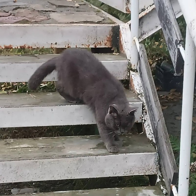 Found gray cat, британский in Reftinskiy — identification photo, lost & found pet database Pathfinder