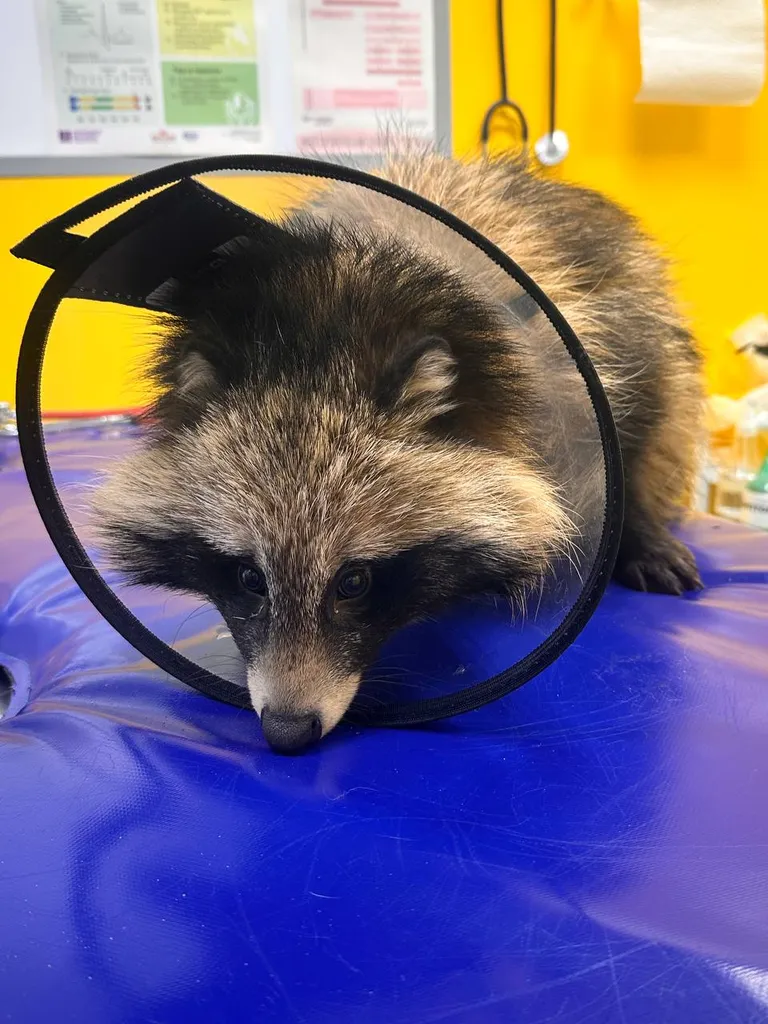 Found pet, енотовидная собака in Moscow — identification photo, lost & found pet database Pathfinder