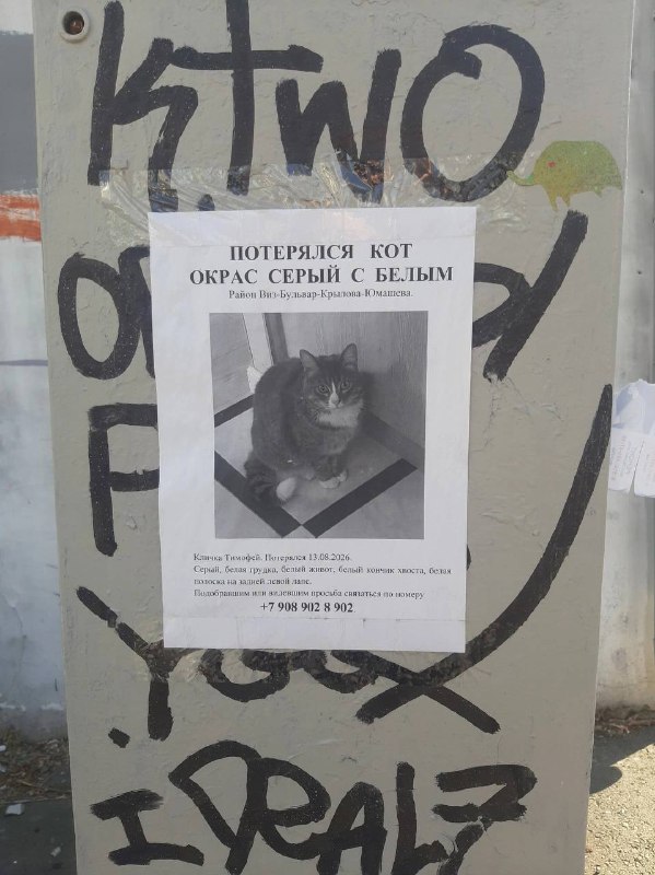 Lost white cat in Yekaterinburg — identification photo, lost & found pet database Pathfinder