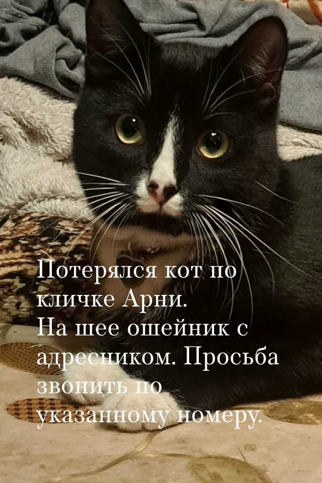 Lost black pet in Novosibirsk — identification photo, lost & found pet database Pathfinder