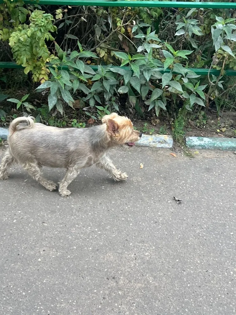 Lost dog, йоркширский терьер in Kotelniki — identification photo, lost & found pet database Pathfinder