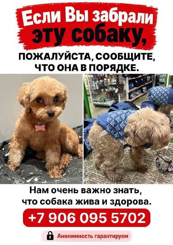 Lost ginger dog in Klin — identification photo, lost & found pet database Pathfinder