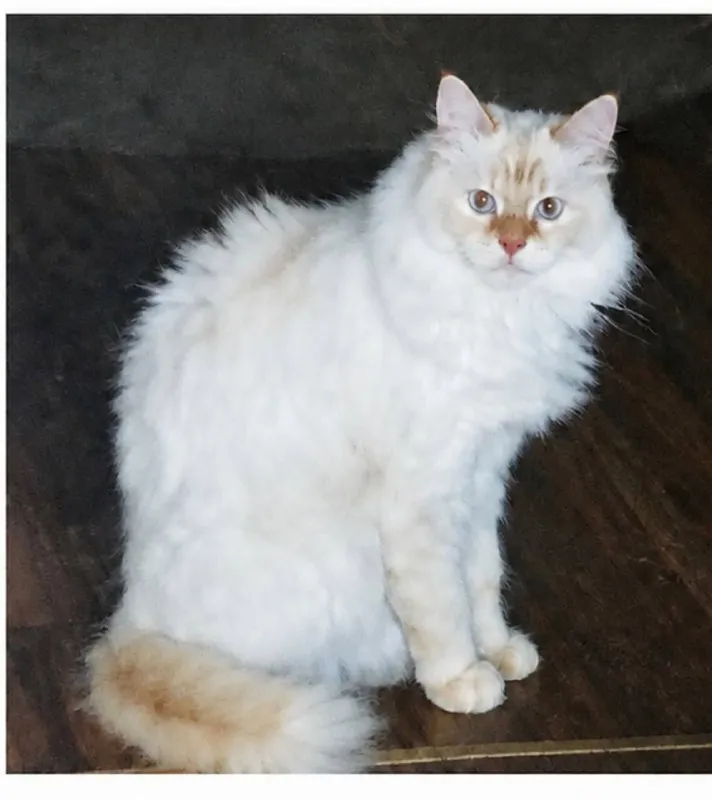 Lost cream cat in Vniissok — identification photo, lost & found pet database Pathfinder