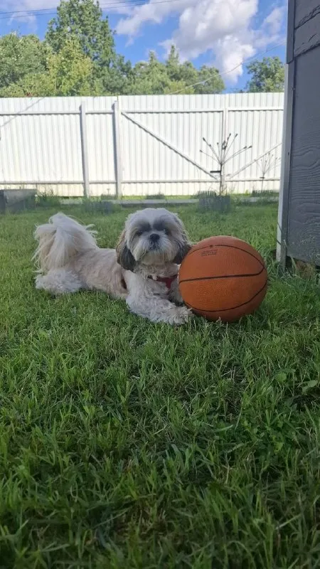 Lost white dog, ши-тцу in Troitsk — identification photo, lost & found pet database Pathfinder