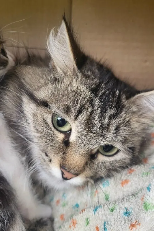 Adoptable cat in Soboli — identification photo, lost & found pet database Pathfinder