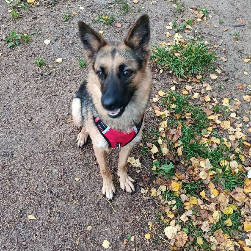Lost ginger dog, овчарка in Saint Petersburg — identification photo, lost & found pet database Pathfinder