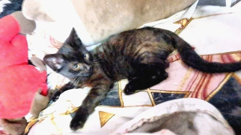 Adoptable black cat in Lyubertsy — identification photo, lost & found pet database Pathfinder