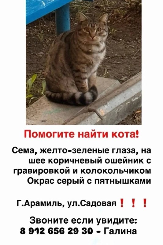 Lost brown cat in Aramil — identification photo, lost & found pet database Pathfinder