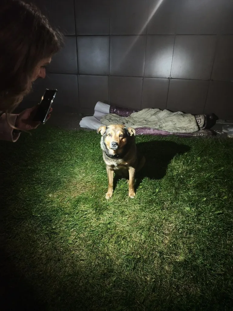 Found dog, метис in Istra — identification photo, lost & found pet database Pathfinder