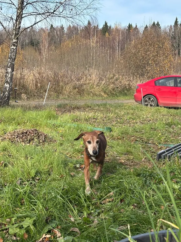 Found dog, дворняжка in Znamenka — identification photo, lost & found pet database Pathfinder