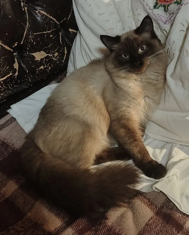 Lost cream cat, невская маскарадная in Troitsk — identification photo, lost & found pet database Pathfinder