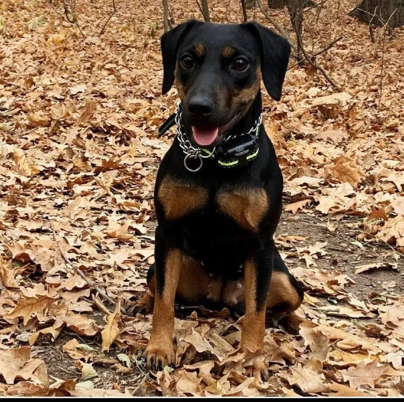 Lost brown dog, ягдтерьер in Dubovskiy — identification photo, lost & found pet database Pathfinder