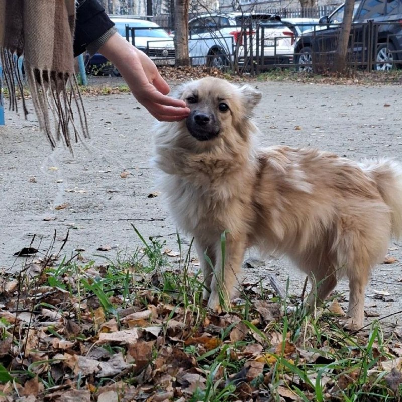 Found fawn dog in Yekaterinburg — identification photo, lost & found pet database Pathfinder