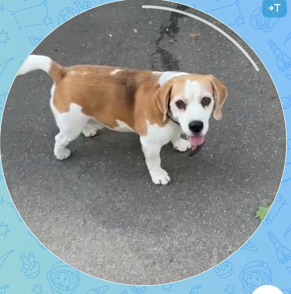Lost dog, бигль in Zhostovo — identification photo, lost & found pet database Pathfinder