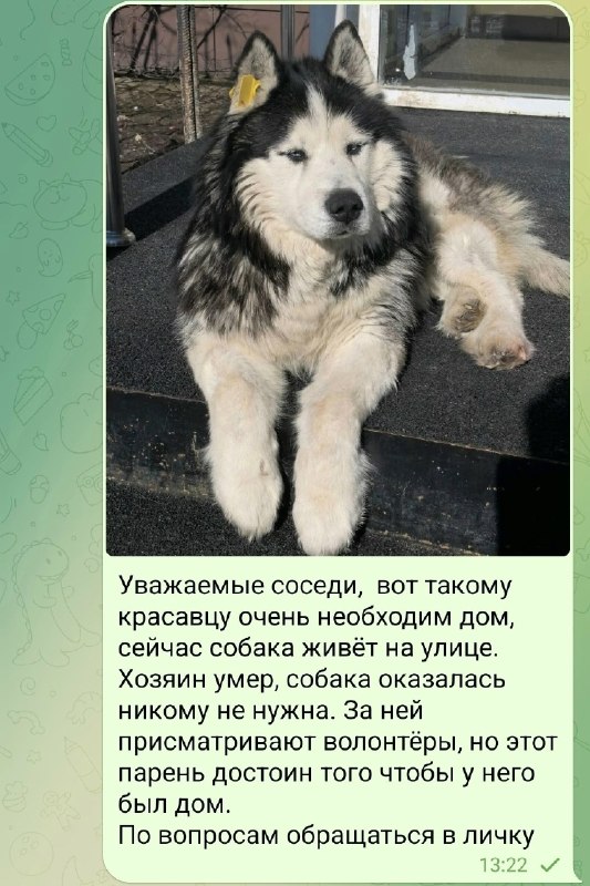 Adoptable white dog in Perm — identification photo, lost & found pet database Pathfinder