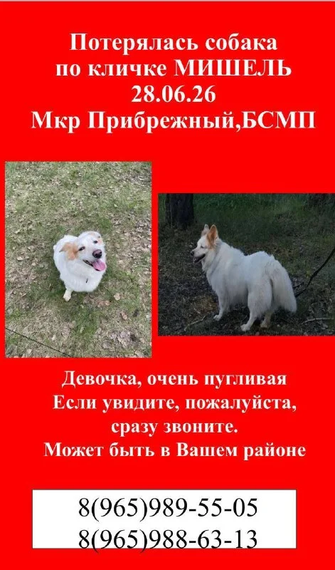 Lost dog in Omsk — identification photo, lost & found pet database Pathfinder