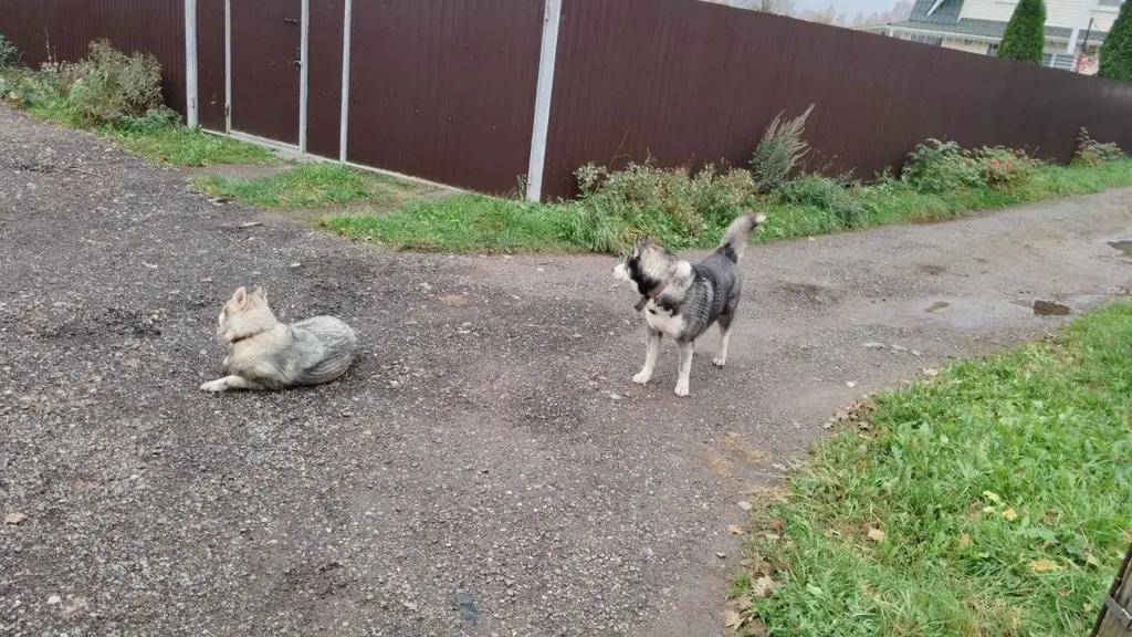 Found dog, метис (хаски/маламут тип) in Chapaevka — identification photo, lost & found pet database Pathfinder