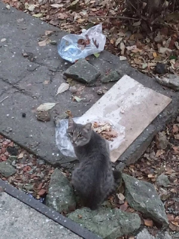 Found cat in Yekaterinburg — identification photo, lost & found pet database Pathfinder