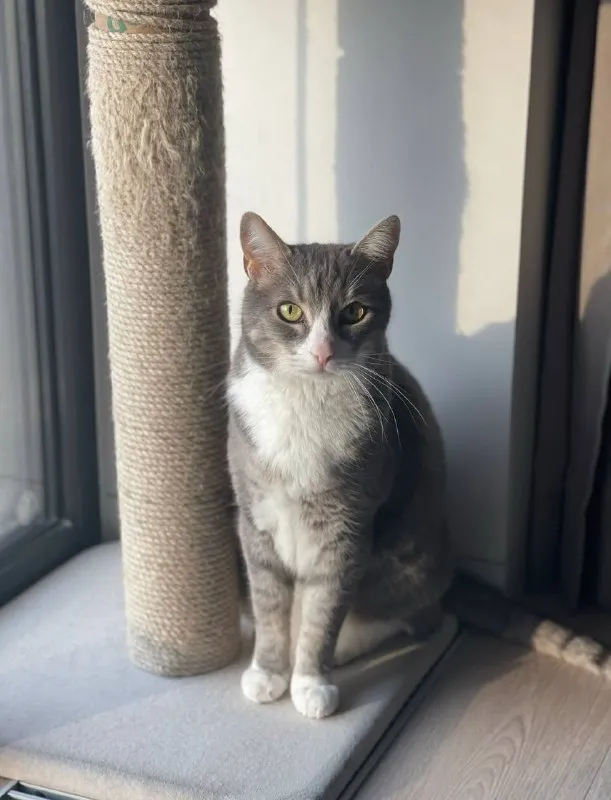 Lost white cat in Sholokhovo — identification photo, lost & found pet database Pathfinder