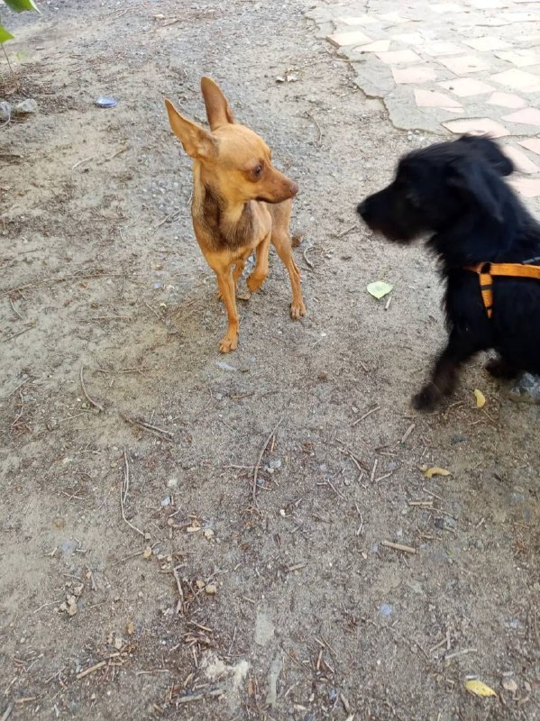 Found black dog in Volgograd — identification photo, lost & found pet database Pathfinder