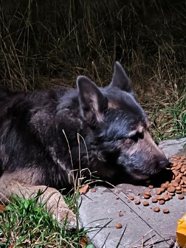 Found dog, овчарка in Saint Petersburg — identification photo, lost & found pet database Pathfinder