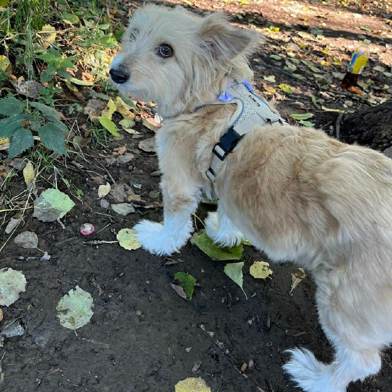 Lost white dog, метис in Saint Petersburg — identification photo, lost & found pet database Pathfinder