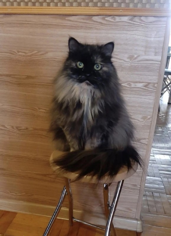 Lost black cat in Perm — identification photo, lost & found pet database Pathfinder