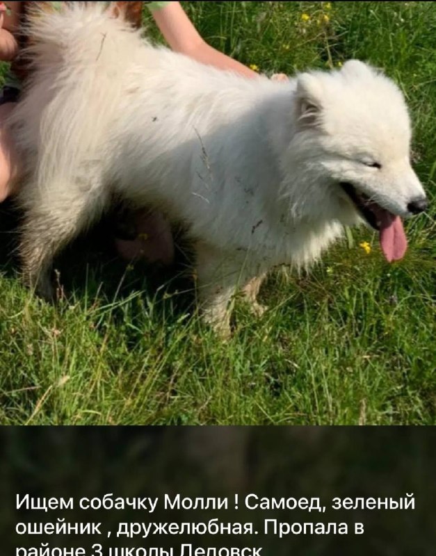 Lost white dog, самоед in Dedovsk — identification photo, lost & found pet database Pathfinder