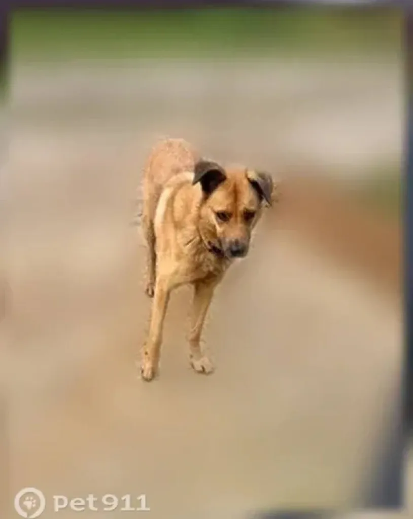 Found dog, метис in Voronovo — identification photo, lost & found pet database Pathfinder