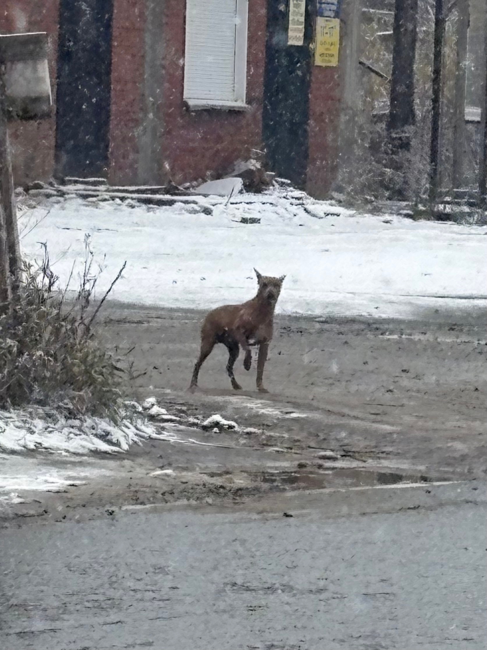 Found dog in Kamenka — identification photo, lost & found pet database Pathfinder