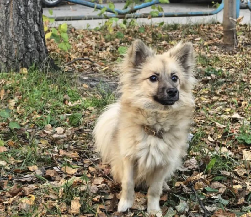 Lost fawn dog in Yekaterinburg — identification photo, lost & found pet database Pathfinder