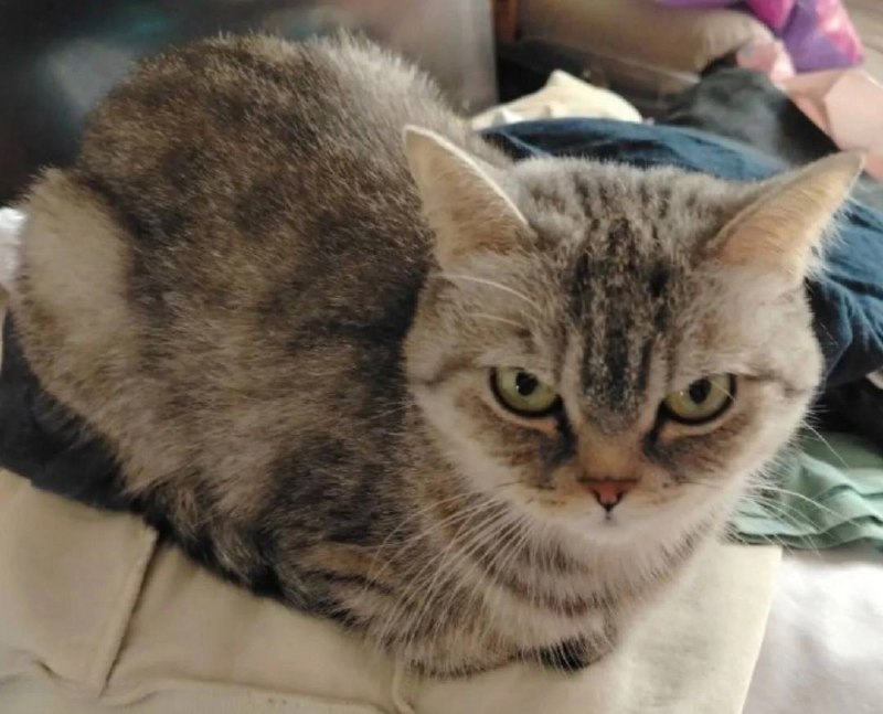 Lost cat in Yekaterinburg — identification photo, lost & found pet database Pathfinder