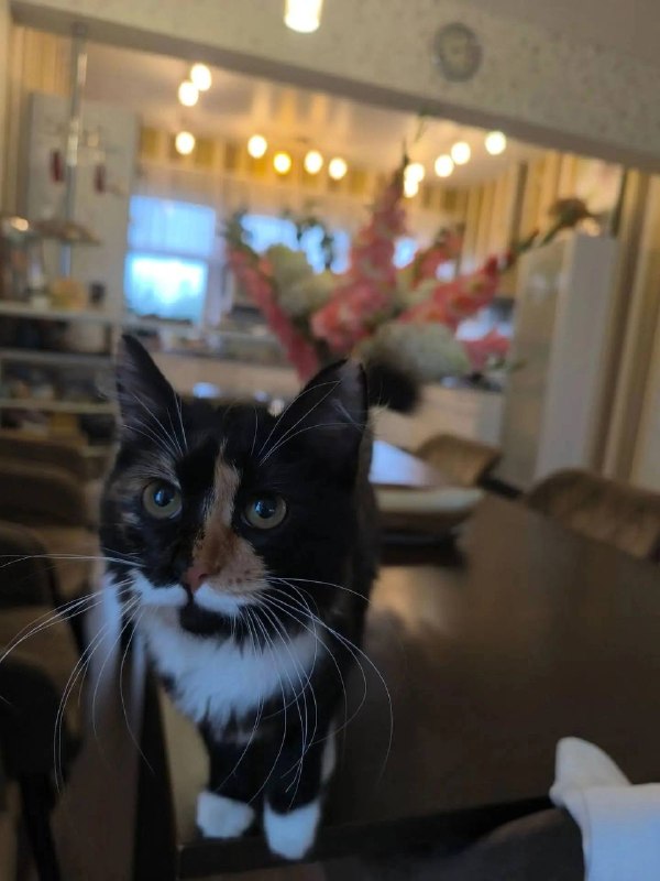Lost black cat in Poselok Bobrovskiy — identification photo, lost & found pet database Pathfinder