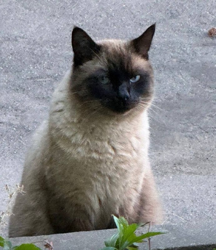 Lost cat in Pushkino — identification photo, lost & found pet database Pathfinder