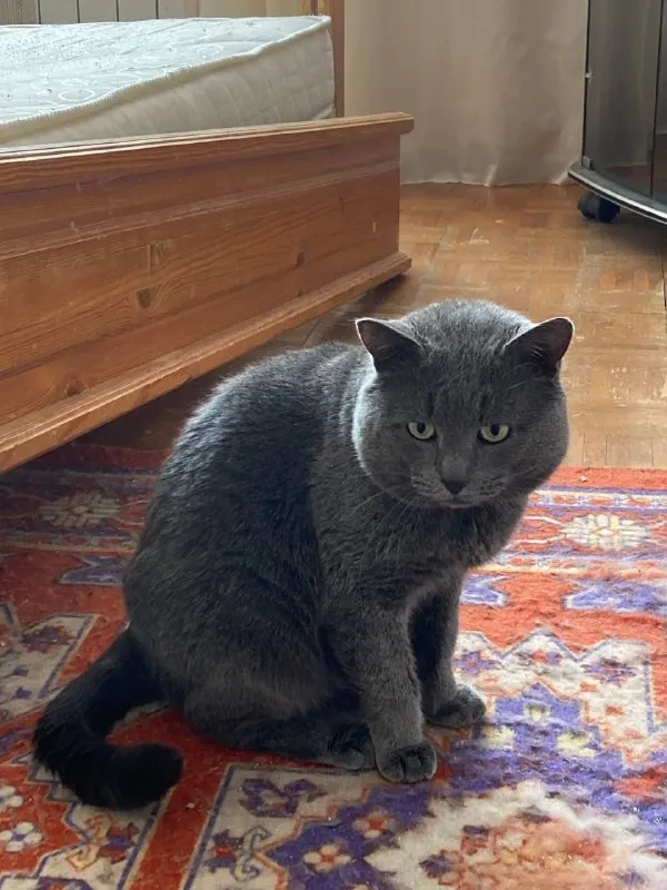 Lost gray cat, русская голубая in Chekhov — identification photo, lost & found pet database Pathfinder