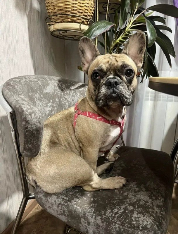 Found fawn dog in Volgograd — identification photo, lost & found pet database Pathfinder