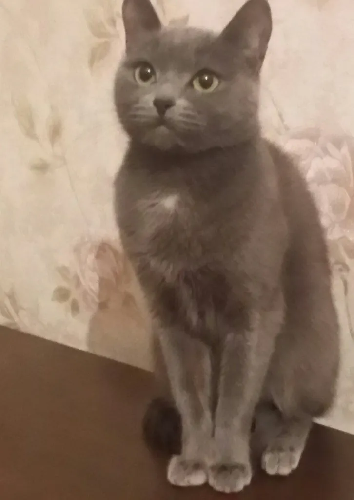 Lost cat, безпородная in Poselok S Kh Ramenskiy — identification photo, lost & found pet database Pathfinder