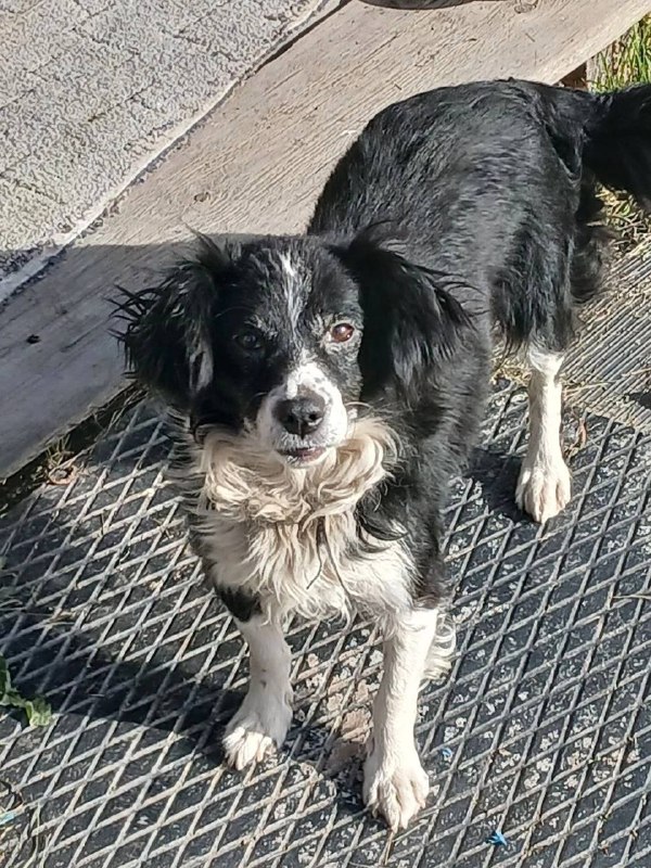 Found white dog in Beloyarskiy — identification photo, lost & found pet database Pathfinder